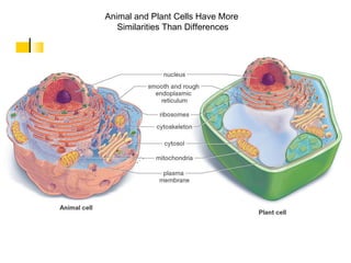 Plant & animal cells | PPT