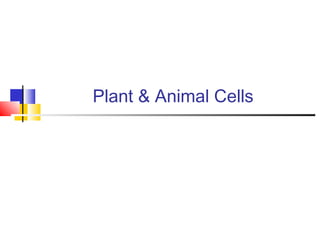 Plant & Animal Cells
 