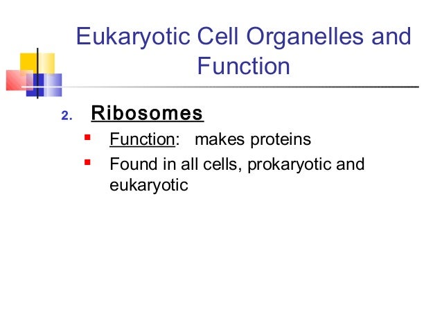 Plant Animal Cells