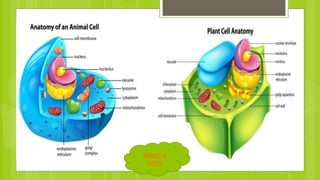 Plant And Animal Cells