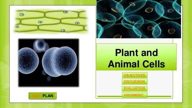 Plant And Animal Cells