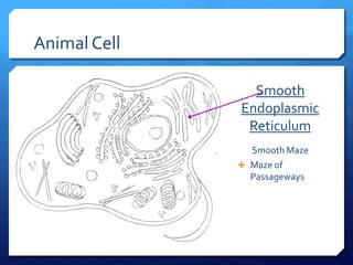 Plant animal cells ppt | PPTX
