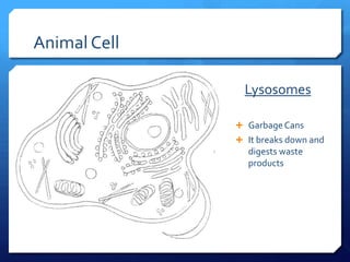 Plant animal cells ppt | PPT