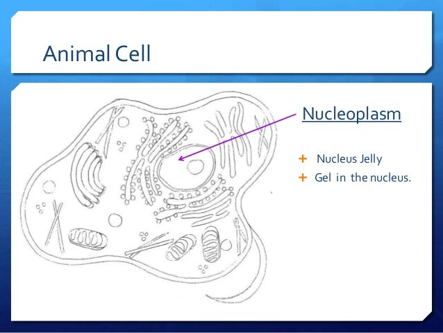 Plant animal cells ppt