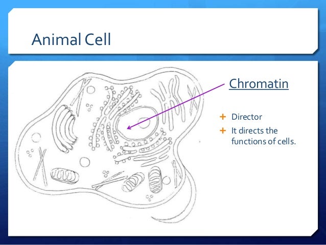 Plant animal cells ppt