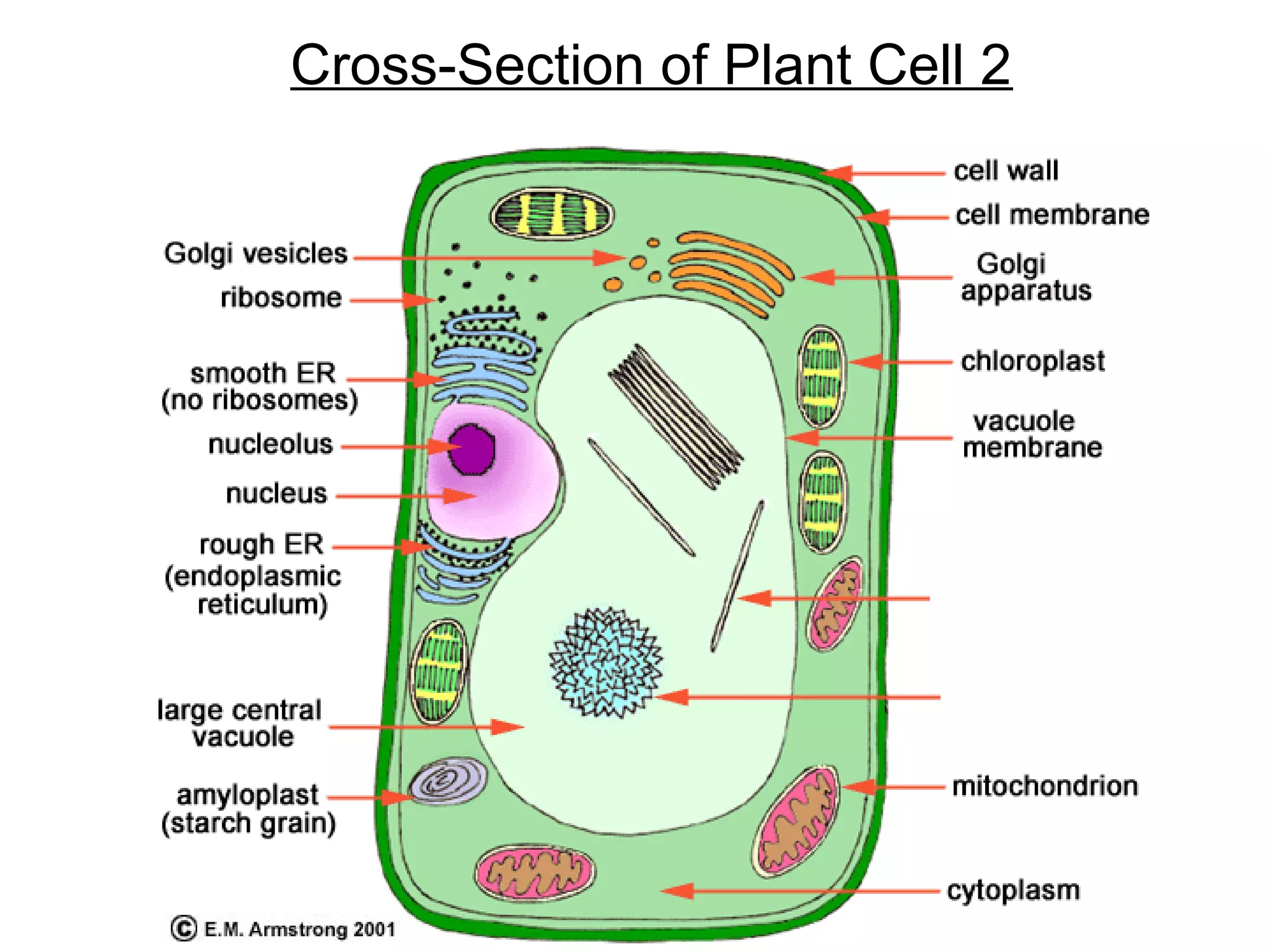 Cross-Section of Plant and Animal Cell | PPT