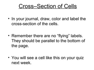 Cross–Section of Cells
• In your journal, draw, color and label the
cross-section of the cells.
• Remember there are no “flying” labels.
They should be parallel to the bottom of
the page.
• You will see a cell like this on your quiz
next week.

 