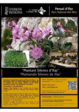Plantant Silenes d'ifach