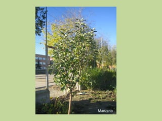 Manzano 