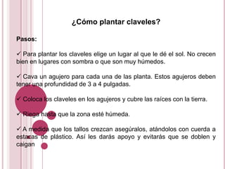 ¿Cómo plantar claveles?

Pasos:

 Para plantar los claveles elige un lugar al que le dé el sol. No crecen
bien en lugares con sombra o que son muy húmedos.

 Cava un agujero para cada una de las planta. Estos agujeros deben
tener una profundidad de 3 a 4 pulgadas.

 Coloca los claveles en los agujeros y cubre las raíces con la tierra.

 Riega hasta que la zona esté húmeda.

 A medida que los tallos crezcan asegúralos, atándolos con cuerda a
estacas de plástico. Así les darás apoyo y evitarás que se doblen y
caigan
 