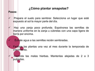 ¿Cómo plantar amapolas?
Pasos:

   Prepara el suelo para sembrar. Selecciona un lugar que esté
    expuesto al sol la mayor parte del día.

    Haz una zanja poco profunda. Espolvorea las semillas de
    manera uniforme en la zanja u cúbrelas con una capa ligera de
    tierra por encima.

    Échale agua a las semillas recién sembradas.

   Fertiliza las plantas una vez al mes durante la temporada de
    crecimiento.

   Controla las malas hierbas. Mantenlas alejadas de 2 a 3
    pulgadas.
 