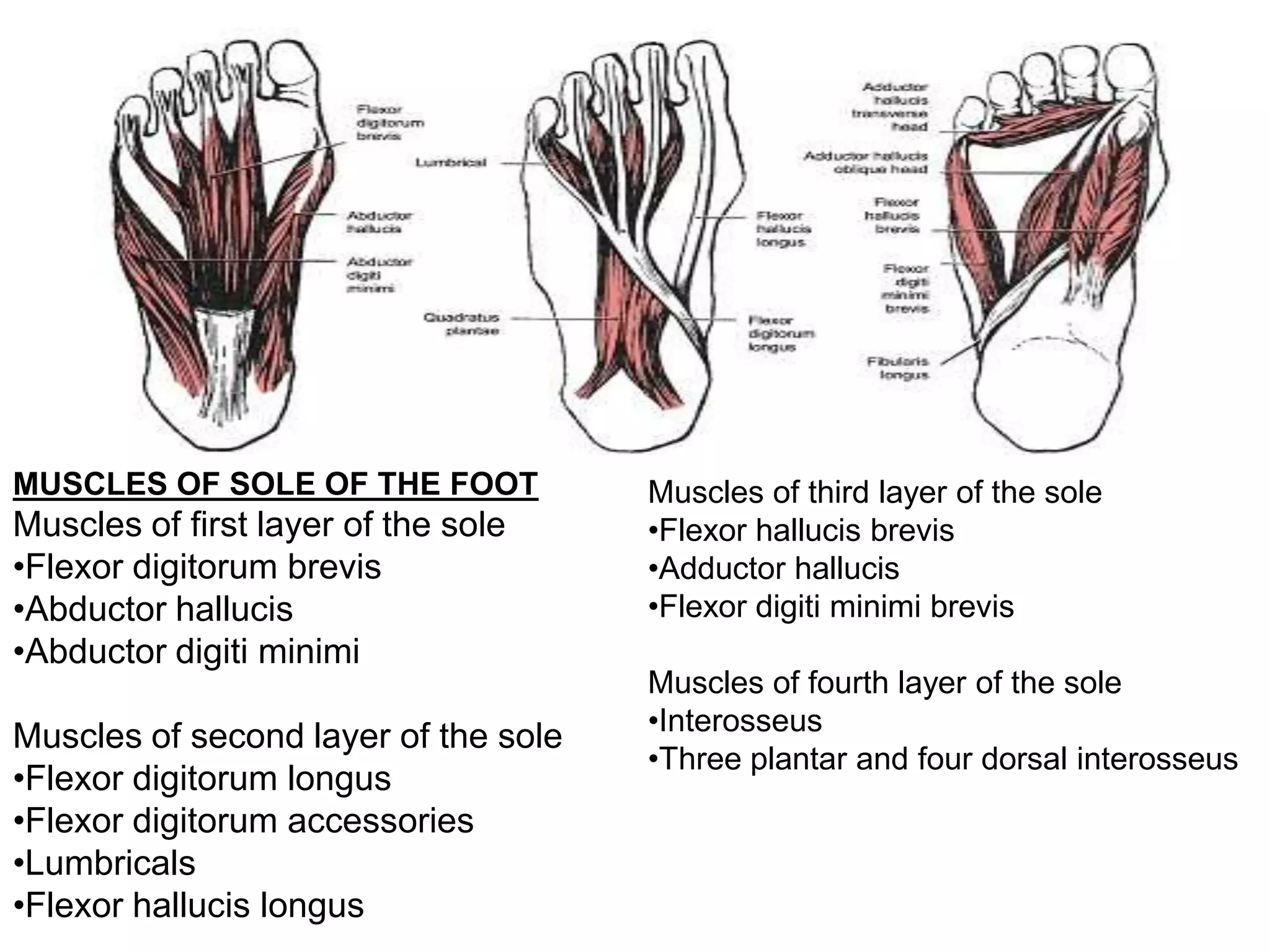 MUSCLES OF SOLE OF THE FOOT           Muscles of third layer of the sole
Muscles of first layer of the sole    •Flexor hallucis brevis
•Flexor digitorum brevis              •Adductor hallucis
•Abductor hallucis                    •Flexor digiti minimi brevis
•Abductor digiti minimi
                                      Muscles of fourth layer of the sole
                                      •Interosseus
Muscles of second layer of the sole
                                      •Three plantar and four dorsal interosseus
•Flexor digitorum longus
•Flexor digitorum accessories
•Lumbricals
•Flexor hallucis longus
 