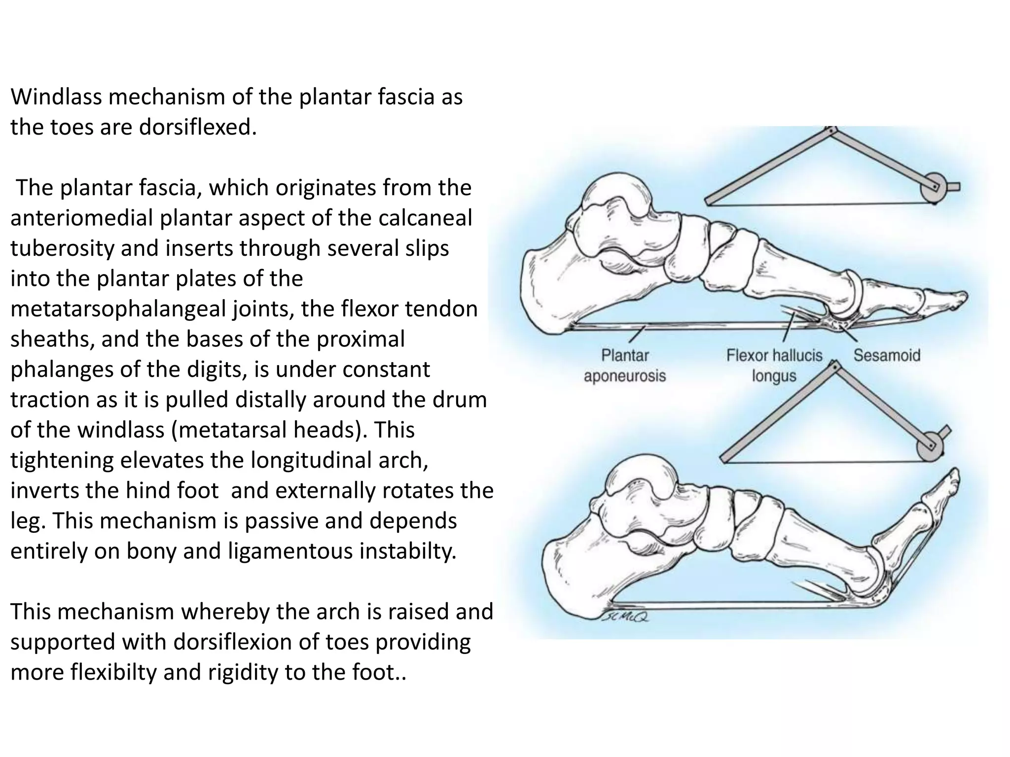 Windlass mechanism of the plantar fascia as
the toes are dorsiflexed.

 The plantar fascia, which originates from the
anteriomedial plantar aspect of the calcaneal
tuberosity and inserts through several slips
into the plantar plates of the
metatarsophalangeal joints, the flexor tendon
sheaths, and the bases of the proximal
phalanges of the digits, is under constant
traction as it is pulled distally around the drum
of the windlass (metatarsal heads). This
tightening elevates the longitudinal arch,
inverts the hind foot and externally rotates the
leg. This mechanism is passive and depends
entirely on bony and ligamentous instabilty.

This mechanism whereby the arch is raised and
supported with dorsiflexion of toes providing
more flexibilty and rigidity to the foot..
 