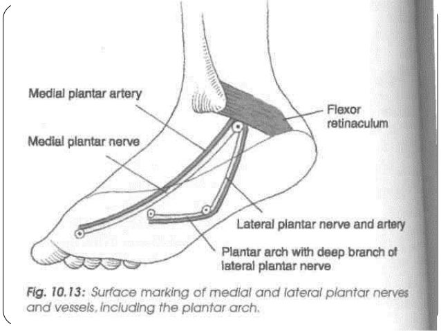medial plantar nerve