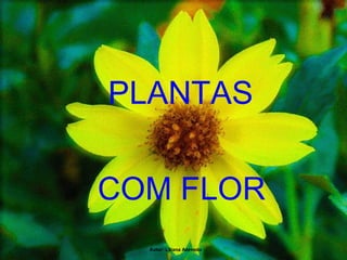   PLANTAS    COM FLOR Autor: Liliana Azevedo 
