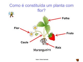 Como é constituída um planta com flor? Flor Caule Folha Fruto Raiz Autor: Liliana Azevedo 