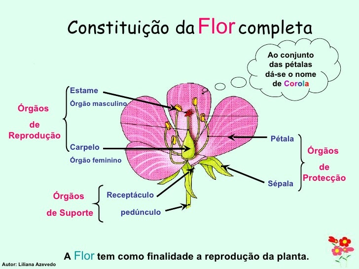 Plantas