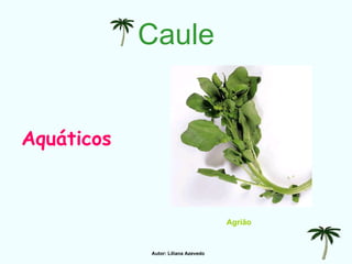 Caule Aquáticos Agrião Autor: Liliana Azevedo 