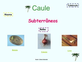 Caule Bolbo Subterrâneos Batata Cebola Lírio Tubérculo Rizoma Autor: Liliana Azevedo 