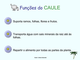 Funções do   CAULE Suporta ramos, folhas, flores e frutos. Transporta água com sais minerais da raiz até às folhas. Repartir o alimento por todas as partes da planta. Autor: Liliana Azevedo 