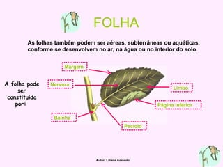 FOLHA As folhas também podem ser aéreas, subterrâneas ou aquáticas, conforme se desenvolvem no ar, na água ou no interior do solo. A folha pode ser constituída por:   Limbo Página inferior Pecíolo Bainha Margem Nervura Autor: Liliana Azevedo 