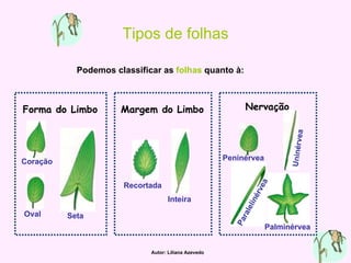 Tipos de folhas Podemos classificar as  folhas  quanto à: Forma do Limbo   Margem do Limbo   Nervação Coração Oval Seta Recortada Inteira Peninérvea Uninérvea Paralelinérvea Palminérvea Autor: Liliana Azevedo 