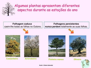 Algumas plantas apresentam diferentes  aspectos durante as estações do ano Folhagem caduca   caem-lhe todas as folhas no Outono. Folhagens persistentes  nunca perdem  totalmente as suas folhas.  Castanheiro Amendoeira Pinheiro manso Oliveira Autor: Liliana Azevedo 