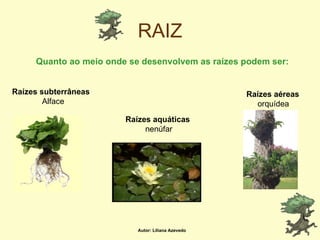 RAIZ Quanto ao meio onde se desenvolvem as raízes podem ser: Raízes subterrâneas   Alface Raízes aquáticas   nenúfar Raízes aéreas   orquídea  Autor: Liliana Azevedo 