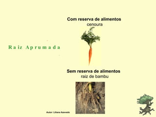 Raiz Aprumada Com reserva de alimentos   cenoura Sem reserva de alimentos   raiz de bambu Autor: Liliana Azevedo 
