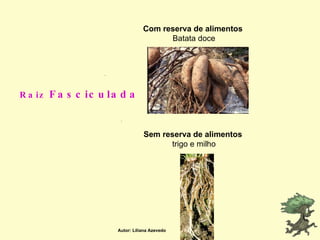 Raiz  Fasciculada Com reserva de alimentos   Batata doce Sem reserva de alimentos   trigo e milho Autor: Liliana Azevedo 