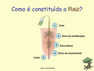 Como é constituída a   Raiz ? 1 2 3 4 5 Colo Zona de ramificação Zona pilosa Zona de crescimento Coifa Autor: Liliana Azevedo 