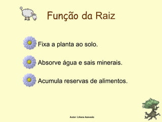 Função da  Raiz Fixa a planta ao solo. Absorve água e sais minerais. Acumula reservas de alimentos. Autor: Liliana Azevedo 