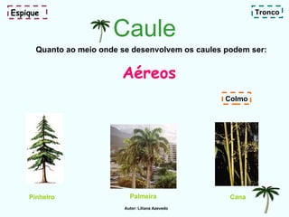 Caule Quanto ao meio onde se desenvolvem os caules podem ser: Espique Pinheiro Cana  Palmeira  Aéreos Tronco Colmo Autor: Liliana Azevedo 