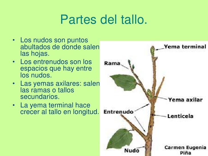 Plantas