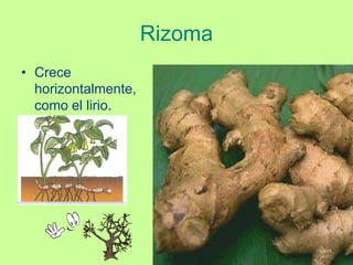 Rizoma
• Crece
  horizontalmente,
  como el lirio.
 