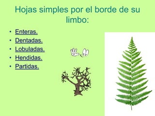 Hojas simples por el borde de su
                limbo:
•   Enteras.
•   Dentadas.
•   Lobuladas.
•   Hendidas.
•   Partidas.
 