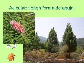 Acicular: tienen forma de aguja.
 