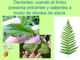 Dentadas: cuando el limbo
presenta entrantes y salientes a
  modo de dientes de sierra.
 