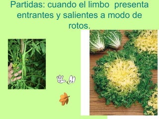 Partidas: cuando el limbo presenta
 entrantes y salientes a modo de
              rotos.
 