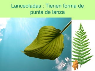Lanceoladas : Tienen forma de
       punta de lanza
 