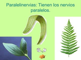 Paralelinervias: Tienen los nervios
             paralelos.
 