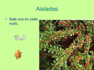 Aisladas
• Sale una en cada
  nudo.
 