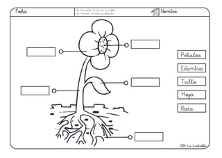 CRA La LastrillaCRA La Lastrilla
Concepto: Partes de una flor
Técnica: Escribir y colorear
Pétalos
Estambres
Tallo
Hoja
Raiz
 