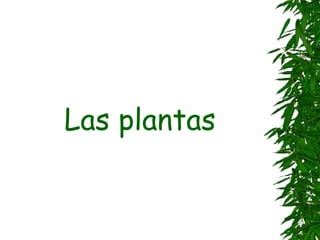 Las plantas 