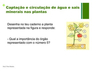+ Captação e circulação de água e sais
     minerais nas plantas


       Desenha no teu caderno a planta
       representada na figura e responde:


       - Qual a importância do órgão
       representado com o número 5?




Prof. Vítor Batista
 