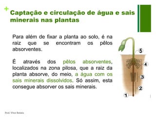 + Captação e circulação de água e sais
     minerais nas plantas

       Para além de fixar a planta ao solo, é na
       raiz que se encontram os pêlos
       absorventes.

       É através dos pêlos absorventes,
       localizados na zona pilosa, que a raiz da
       planta absorve, do meio, a água com os
       sais minerais dissolvidos. Só assim, esta
       consegue absorver os sais minerais.



Prof. Vítor Batista
 