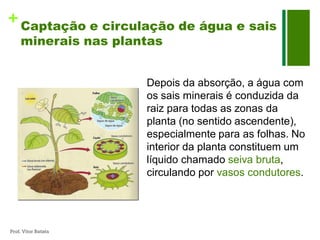 + Captação e circulação de água e sais
     minerais nas plantas


                      Depois da absorção, a água com
                      os sais minerais é conduzida da
                      raiz para todas as zonas da
                      planta (no sentido ascendente),
                      especialmente para as folhas. No
                      interior da planta constituem um
                      líquido chamado seiva bruta,
                      circulando por vasos condutores.




Prof. Vítor Batista
 