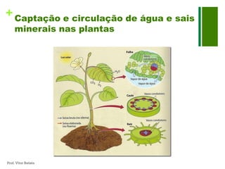 + Captação e circulação de água e sais
     minerais nas plantas




Prof. Vítor Batista
 