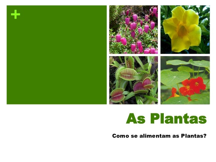 Plantas como Se Alimentam 