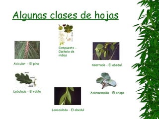 Algunas clases de hojas Acicular  - El pino Lobulada  –  El roble Compuesta  –  Casta ñ o de indias Aserrada  –  El abedul Acorazonada  –  El chopo Lanceolada  –  El abedul 